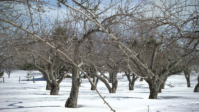 白雪覆盖的森林/魁北克，加拿大视频素材