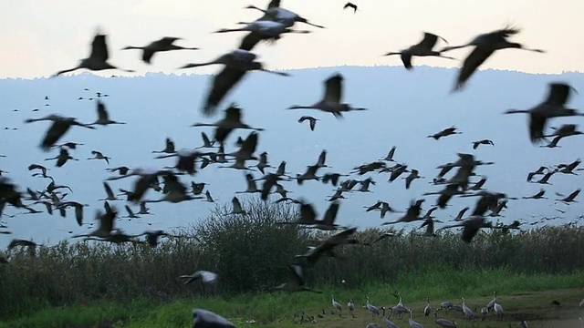 普通起重机(Grus Grus)视频素材