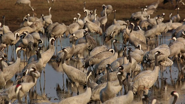 普通起重机(Grus Grus)视频素材