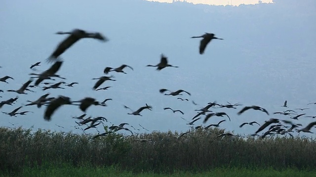 普通起重机(Grus Grus)视频素材