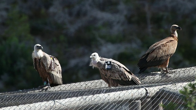 格里芬秃鹰(Gyps fulvus)视频素材