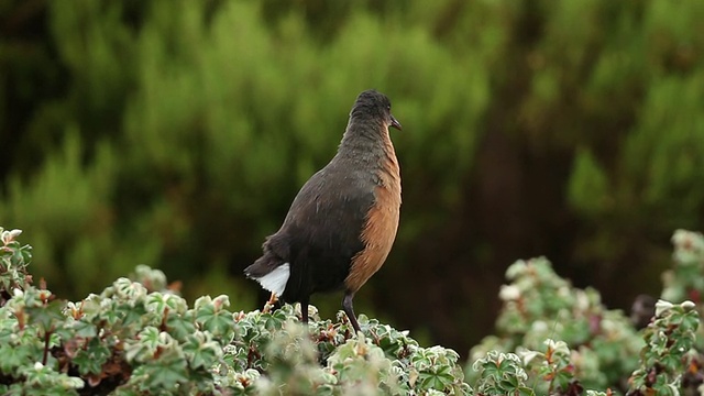 树顶上的栏杆(Rougetius rougetii)视频素材