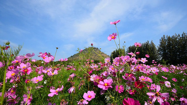 宇宙花领域视频素材