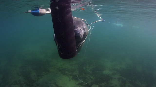 一只小海牛轻轻地挂在海面浮标上视频素材