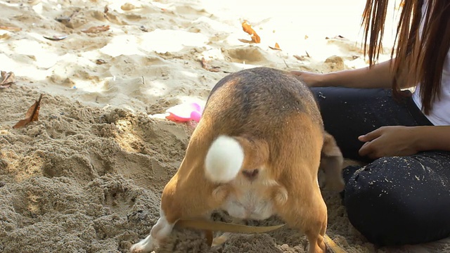 狗在海滩上挖掘视频素材