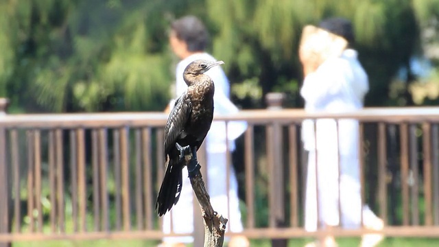 小鸬鹚视频素材