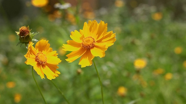 观黄花摇曳视频素材