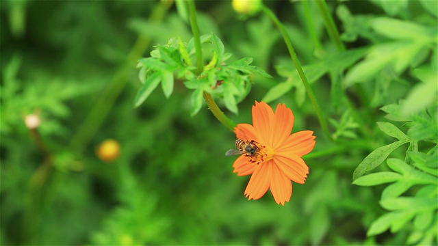 黄色和橙色的宇宙花在花园里蜿蜒视频素材