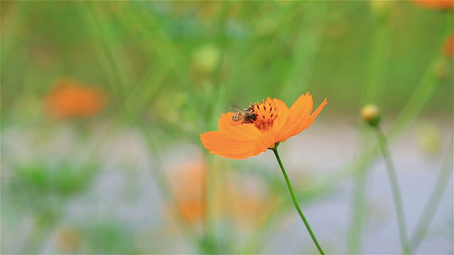 黄色和橙色的宇宙花在花园里视频素材