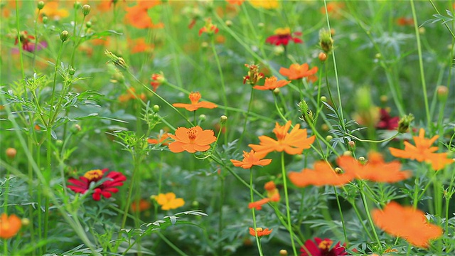 C.sulphureus骑兵。或硫磺宇宙或黄色和橙色的宇宙花蜿蜒在花园里视频素材