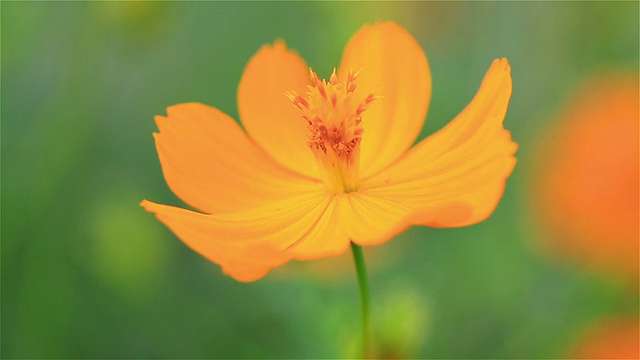 黄色和橙色的宇宙花在花园里视频素材