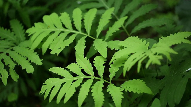 一棵绿色蕨类植物的顶端在风中飘扬视频素材