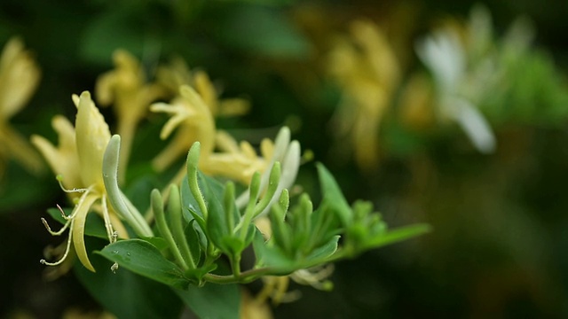 一片黄白相间的金银花，泛着视频素材