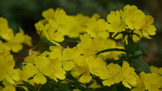 铜盘，花园里黄色的野花视频素材