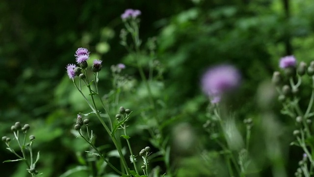 紫色的野花视频素材