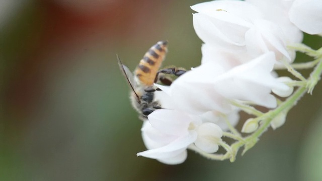 蜜蜂视频素材