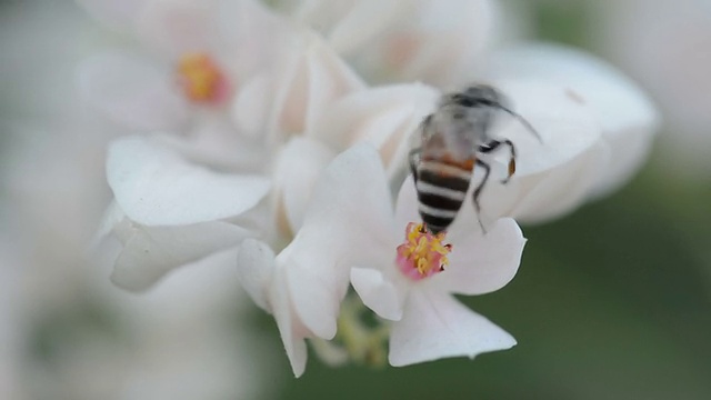 蜜蜂视频素材