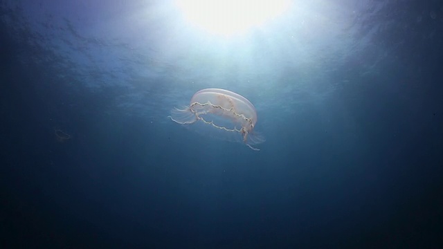 当阳光从水中流过时，一只月亮水母轻轻地在水中滑行视频下载