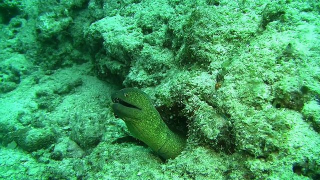 海鳗张开嘴视频素材