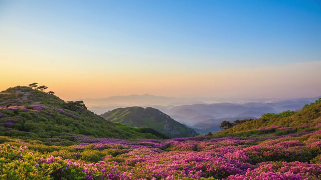 黄麦山杜鹃花花坛的日出景观视频素材