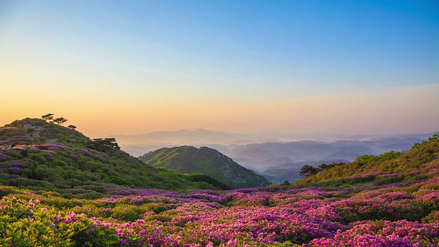 黄麦山杜鹃花花坛的日出景观视频素材