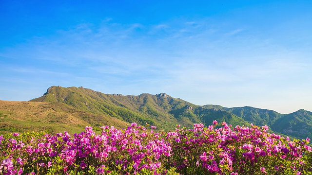 黄麦山杜鹃花花坛视频素材