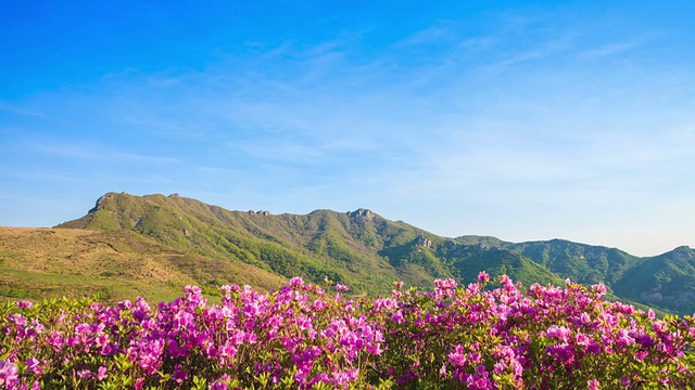 黄麦山杜鹃花花坛视频素材