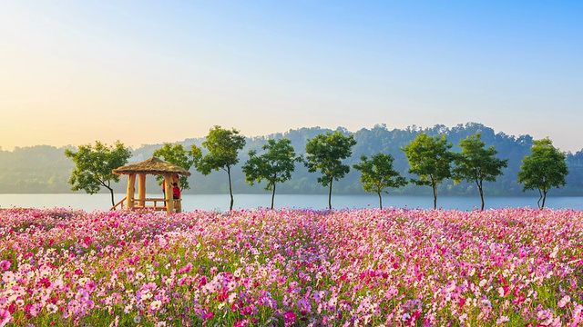 观景小屋和宇宙花坛在邯钢公园视频素材