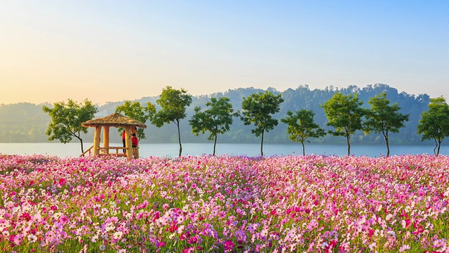 观景小屋和宇宙花坛在邯钢公园视频素材