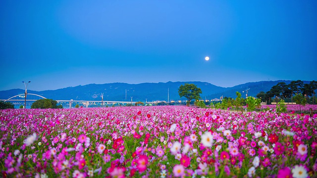 邯钢公园宇宙花坛夜景及月色视频素材