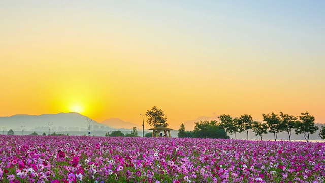 邯钢公园宇宙花坛日出景观视频素材