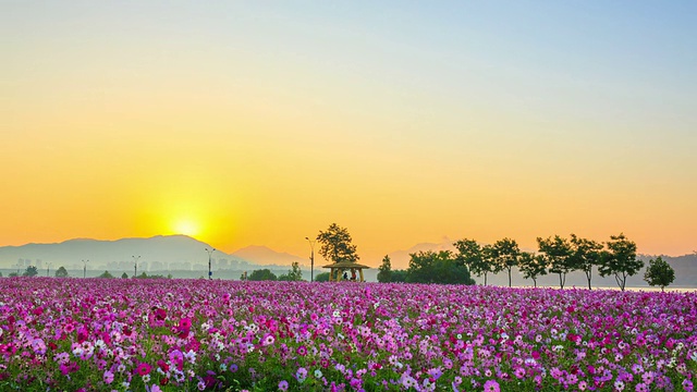 邯钢公园宇宙花坛日出景观视频素材