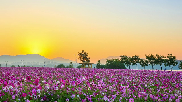 邯钢公园宇宙花坛日出景观视频素材