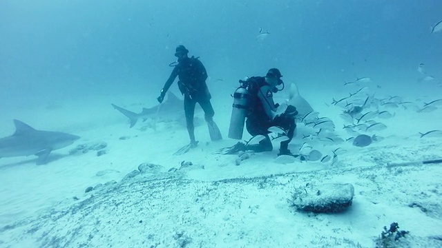 潜水员喂牛鲨(Carcharhinus leucas)视频素材