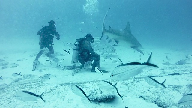 游泳牛鲨(Carcharhinus leucas)与潜水员视频素材