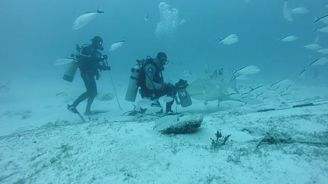 潜水员喂牛鲨(Carcharhinus leucas)视频素材