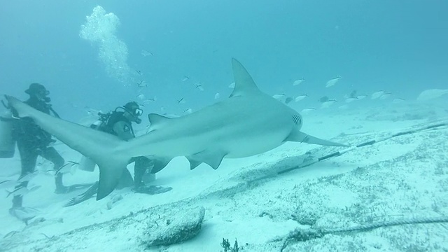 游泳牛鲨(Carcharhinus leucas)与潜水员视频素材