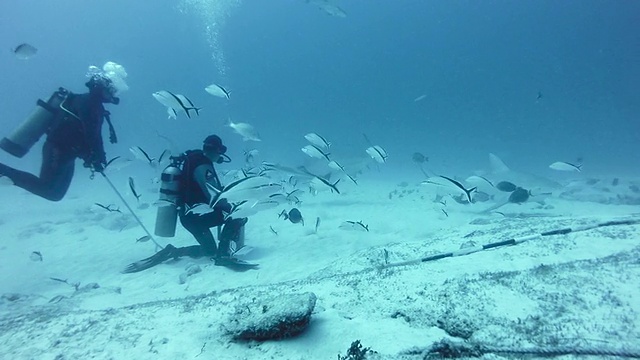 WS牛鲨(Carcharhinus leucas)与潜水员视频素材