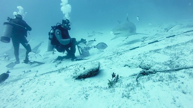 WS潜水员触摸牛鲨(Carcharhinus leucas)视频素材