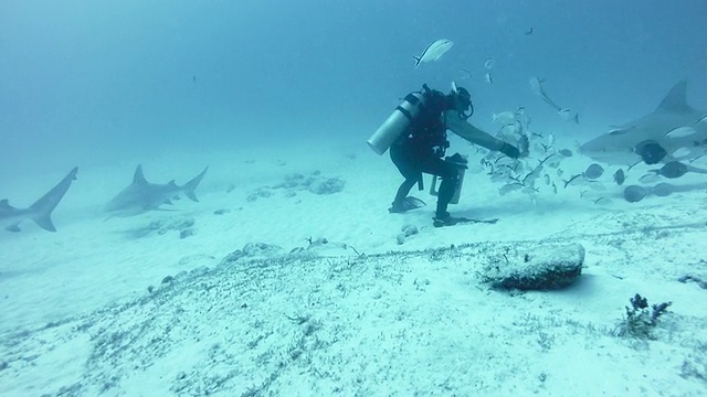 潜水员喂牛鲨(Carcharhinus leucas)视频素材