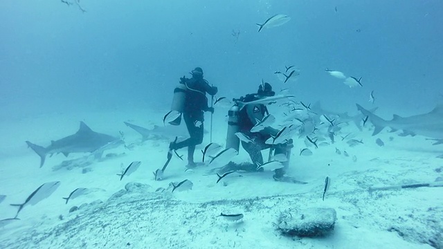 潜水员喂牛鲨(Carcharhinus leucas)视频素材