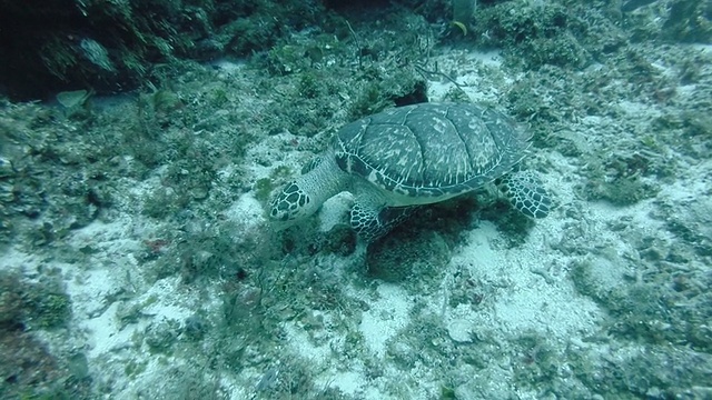 MS玳瑁进食(Eretmochelys imbricata)视频素材