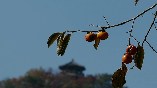 这是一种柿子树的果实，生长在Naejangsan山上视频素材