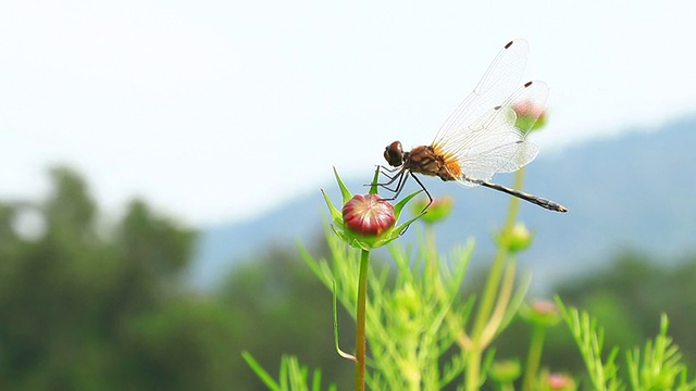 蜻蜓在行动视频素材