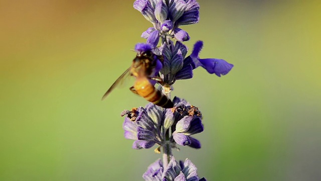 蜜蜂视频素材