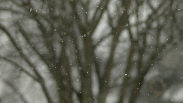 雪在树木的背景下飘落，慢镜头视频素材