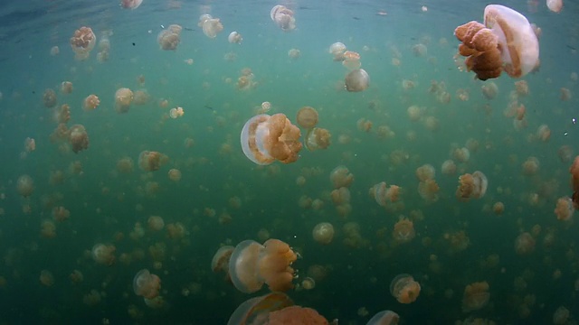 在帕劳水母湖，数百只金色水母在水中轻轻跳动视频素材