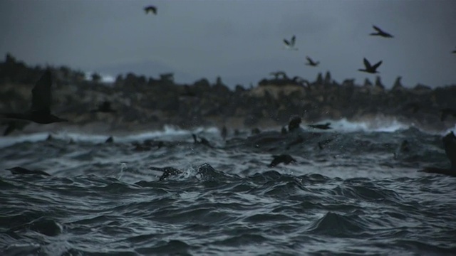 海洋鸟类飞行视频素材