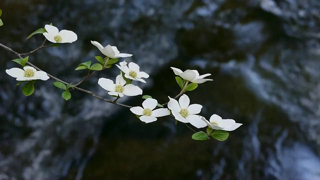 加州约塞米蒂国家公园的约塞米蒂山谷，山茱萸的花枝与缓缓流动的默塞德河在背景中视频素材