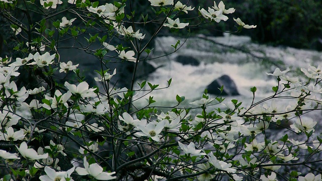 开花的山茱萸树与奔流的默塞德河的背景，加利福尼亚州约塞米蒂国家公园视频素材